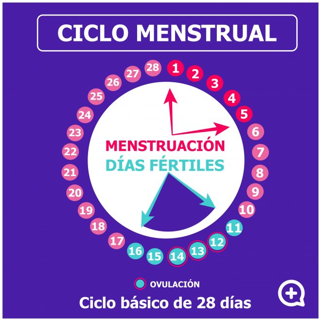 Ciclo Menstrual ¿sabes Reconocer Tus Días Fértiles Mediquo 2514