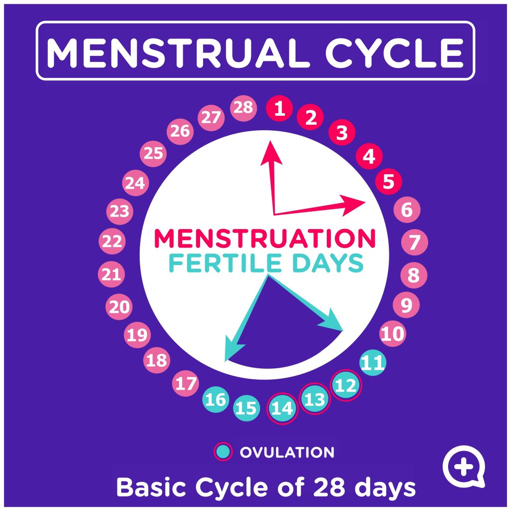 Menstrual cycle: Do you know how to recognize your fertile days? - mediQuo