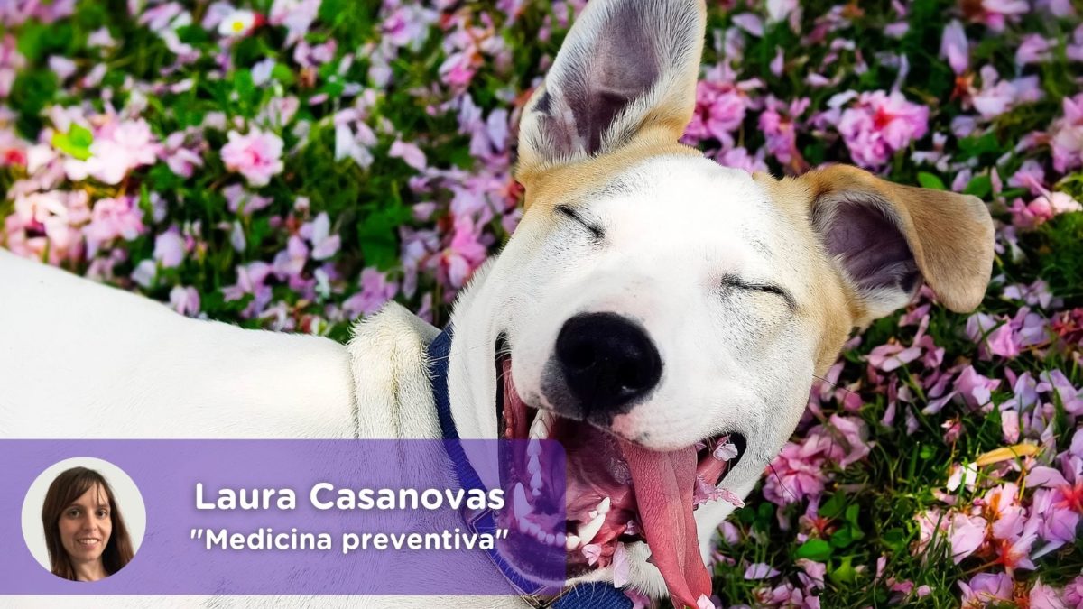 Medicina preventiva mascotas_MediQuo. Laura Casanovas. Chat médico, consulta veterinaria online, perros, gatos, animales domésticos, salud
